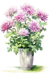 Naklejka na ściany i meble Chrysanthemum in a flower pot on a white watercolor background
