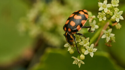 An orange ladybug perched on some white flowers