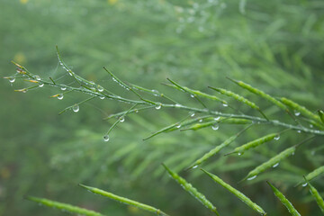 Dew droplets on green mustard pod in the morning. Shallow depth of field