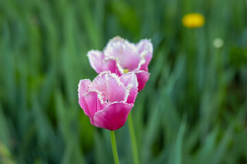 pink tulip flower