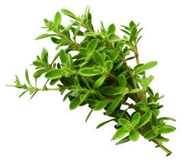 Fototapeta premium thyme isolated on white background
