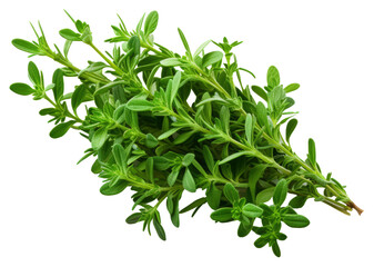 thyme isolated on white background