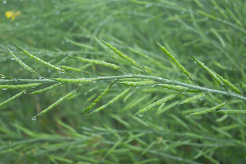 Dew droplets on green mustard pod, closeup. Nature background.