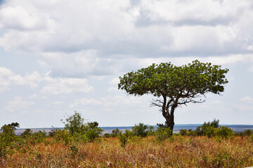 Obraz premium Landschaft in Südafrika.