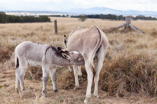 Young donkey foal drinking from jenny donkey