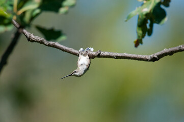 Ruby-Throated Hummingbird clinging upside down from a tree branch