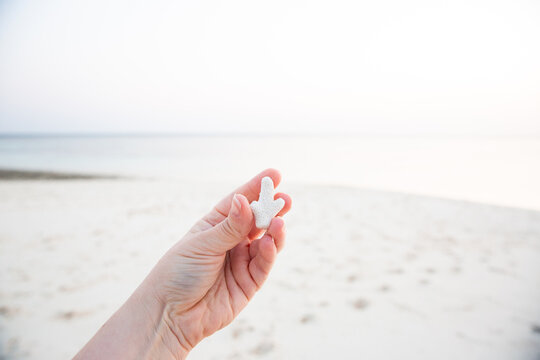 hand holding a white piece of coral with an out of focus white sand beach in the background