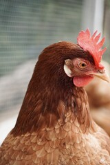 Close-up of a hen standing alertly in the hen house.