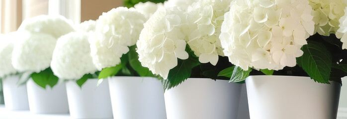 White flowers grow in white pots. Background for web banner