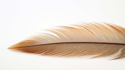 a close-up of golden-brown feather against a white background