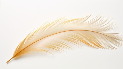 golden feather isolated against a plain white background.