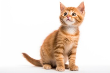 Obraz premium Orange ginger cat is playing, isolated on white background.