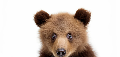 A close-up of a young brown bear face innocence and curiosity. - obrazy, fototapety, plakaty