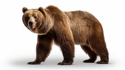 Animal rights concept a brown bear in a white background setting.