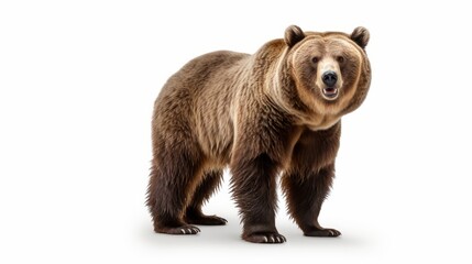 Animal rights concept a brown bear full body tanding against a white background.