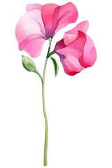 Watercolor Sweet Pea, April Birth Month Flower