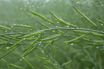 Dew droplets on a green mustard pod after the night, close-up