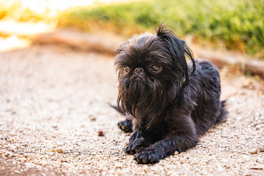 Small black Brussels Griffon breed dog relaxing on gravel driveway