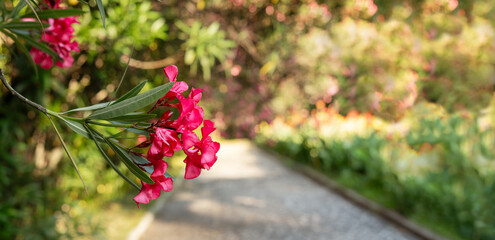 Fototapeta na wymiar Close-up of bright pink oleander flowers in an spring blooming botanical garden copy space