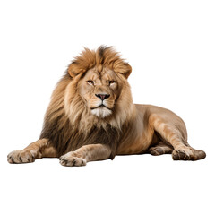 A lion lying down isolated on transparent background