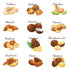 A set of flat illustrations of nuts: almonds, walnuts,cashews,pistachios,pecans,hazelnuts, brazil nuts, macadamia nuts,pine nuts, chestnuts peanuts and coconuts.