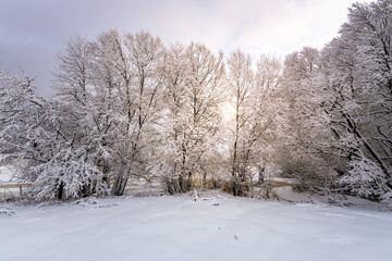 Winter trees in the foreground, the sun in the backlight