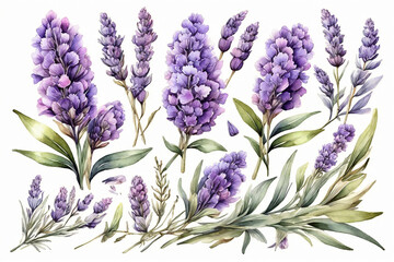 Lavender flowers set. Watercolor hand drawn illustration, isolated on white background