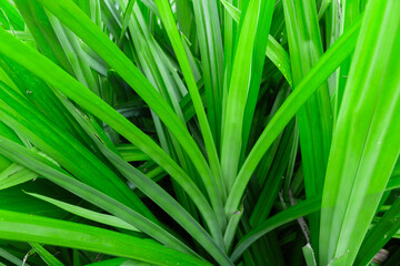 green grass background