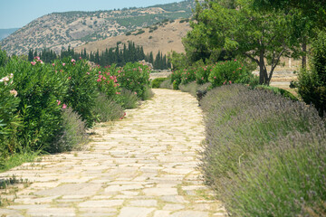 walking path paved with stones framed by lavender and oleander in Pamukkale