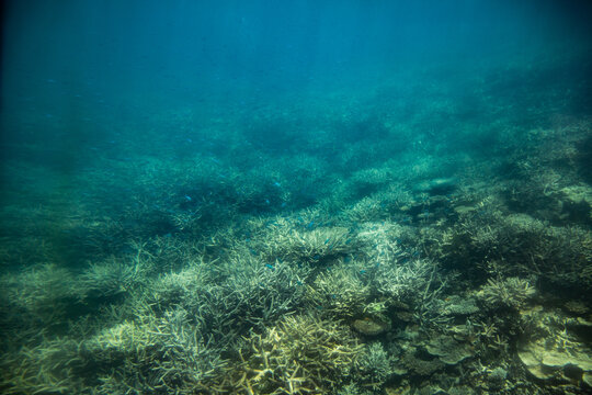 underwater photo of the coral reef near Heron Island