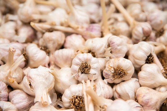 garlic bulbs at the markets
