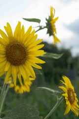 太陽に向かって咲くひまわり