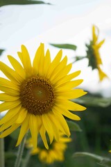 太陽に向かって咲くひまわり