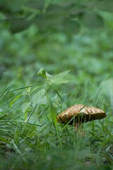 森に生える大きなキノコ