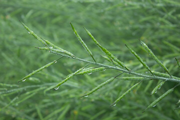 Green mustard pod with drops of dew in the morning. Nature background