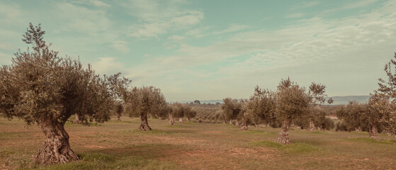 Olive trees cultivation landscape in Portugal