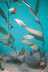 Fototapeta na wymiar 水族館の水槽の熱帯魚