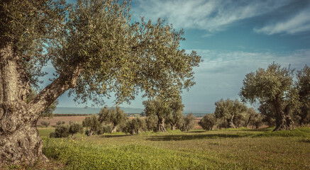 Obraz premium Olive trees cultivation landscape in Portugal