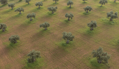 aerial view of Olive trees cultivation landscape in portugal