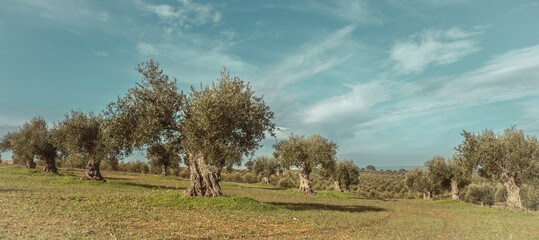Olive trees cultivation landscape in Portugal