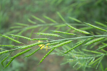Close up of fresh green mustard pod with dew drop on it