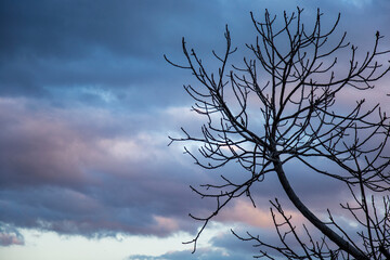 Silhouette of bare tree branches against dark cloudy sky at sunset