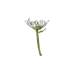 Beautiful chamomile plant with white petals, vector hand drawn blossom chamomile, one daisy flower healing herb