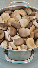 large number of oyster mushrooms in a saucepan in close-up. Oyster mushrooms as desktop wallpaper