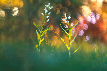 Fototapeta na wymiar Orchid white flowers illuminated by a soft golden hour light, with a mystical bokeh backdrop creating a serene atmosphere