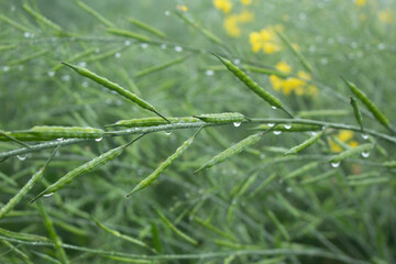 Fototapeta na wymiar Green mustard pod in the field, close-up image.