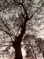 Silhouette of Serenity