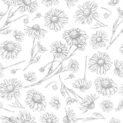 Seamless pattern with beautiful chamomile plant, vector hand drawn engraved blossom chamomile, daisy flowers with leaves