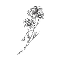 Wild daisy flower, vector hand drawn sketch illustration, isolated on white.