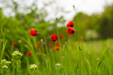 red poppy flower